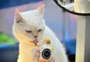 Gourmet Market Turns Sukhumvit into a Pet Paradise with PETSHOOD Gourmet Market Turns Sukhumvit into a Pet Paradise with PETSHOOD